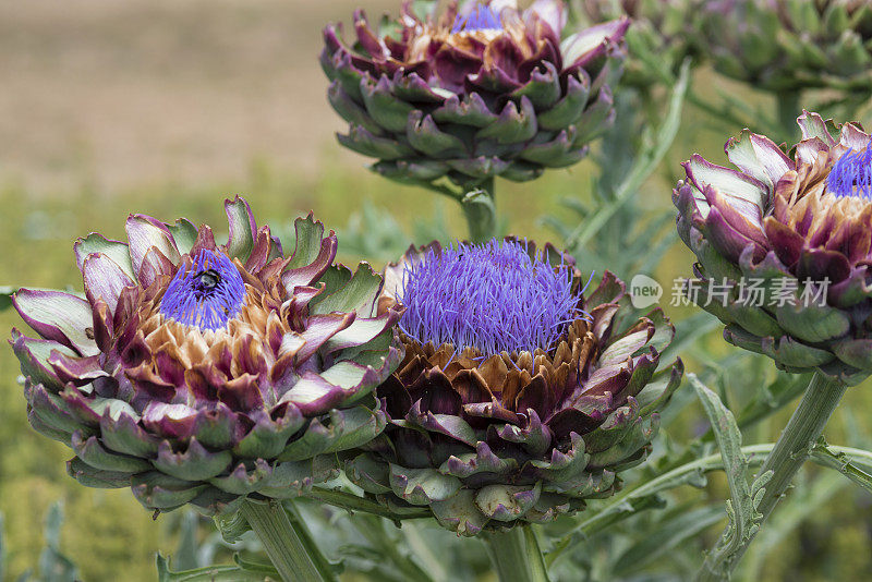 日本蓟草、Cynara scolymus